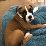 Boxie Madchen